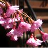 Cherry Blossom Season Comes Early to City